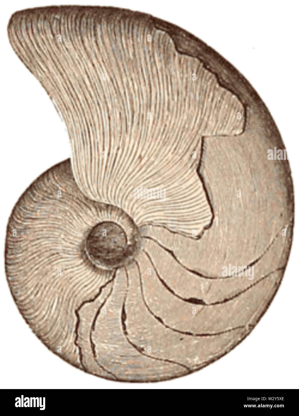 Marcellus Tintenfischfänger 1896 - Dana-Man Geol-Fig 917 Stockfoto