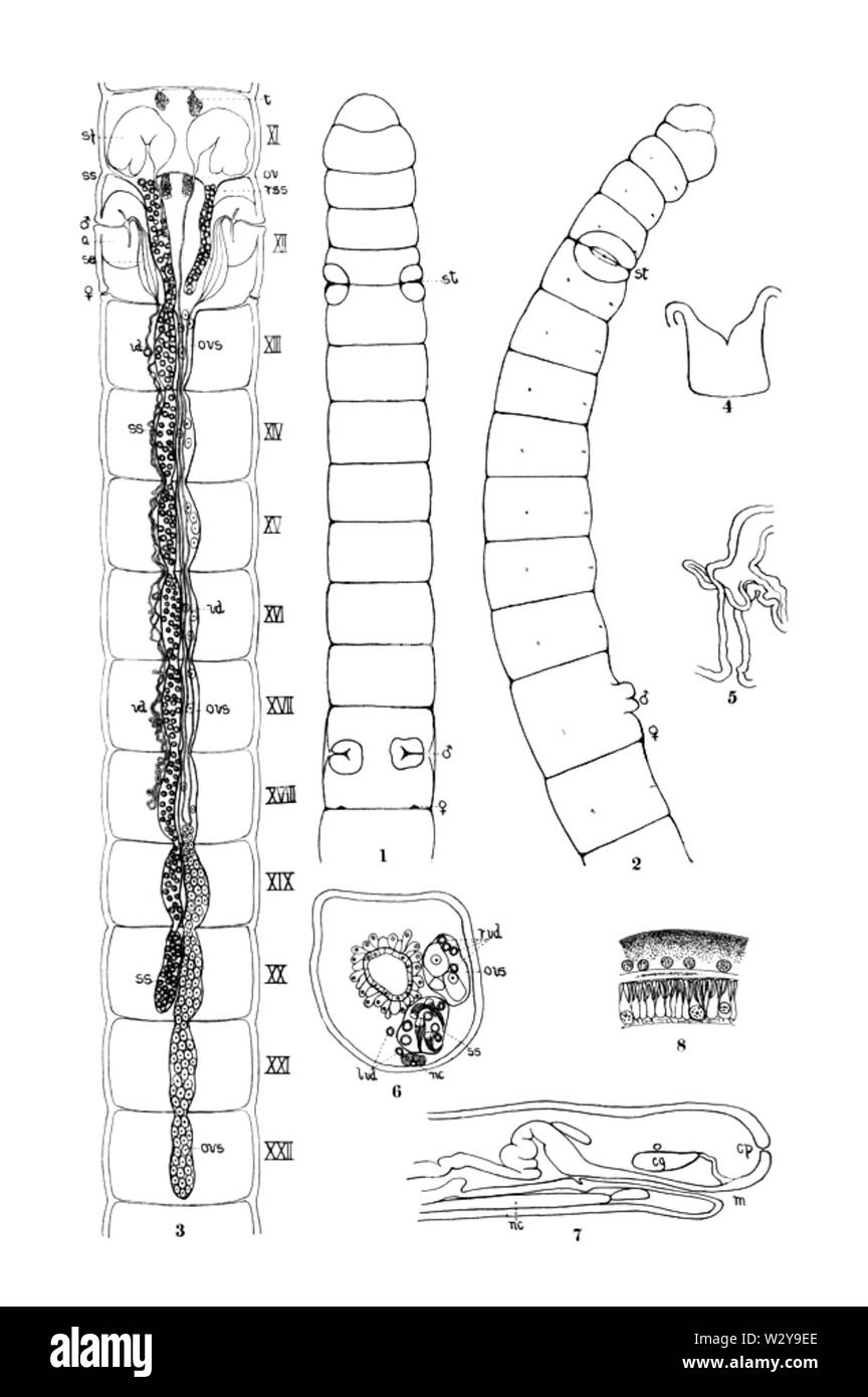Mesenchytraeus solifugus durch Moore Stockfoto