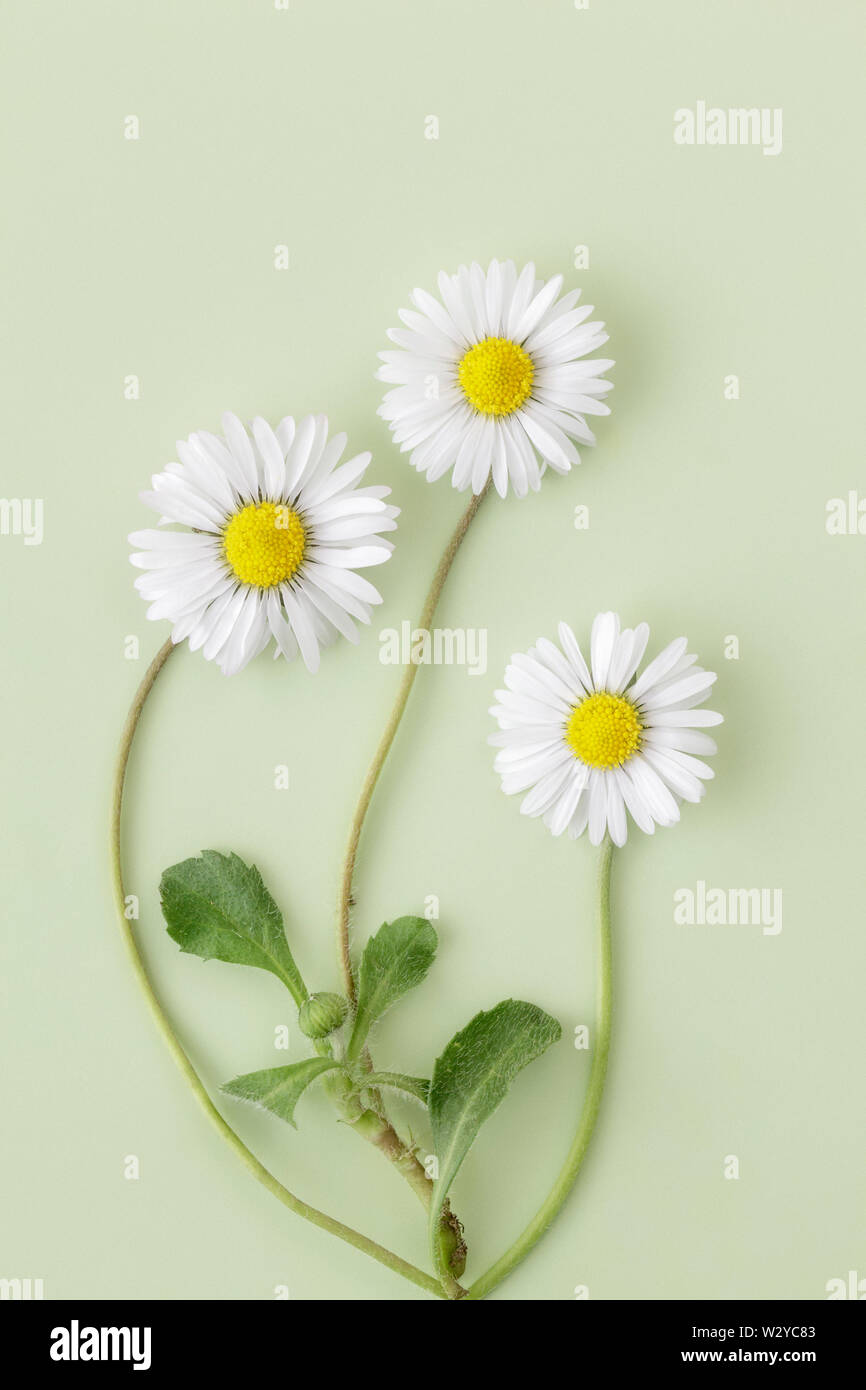 Drei gemeinsame Wiese Gänseblümchen auf Normalpapier hellgrünen Hintergrund Stockfoto