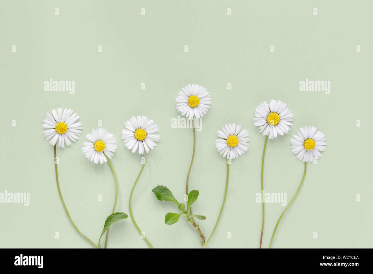 Sieben gemeinsame Wiese Gänseblümchen auf hellgrünen Hintergrund angeordnet Stockfoto