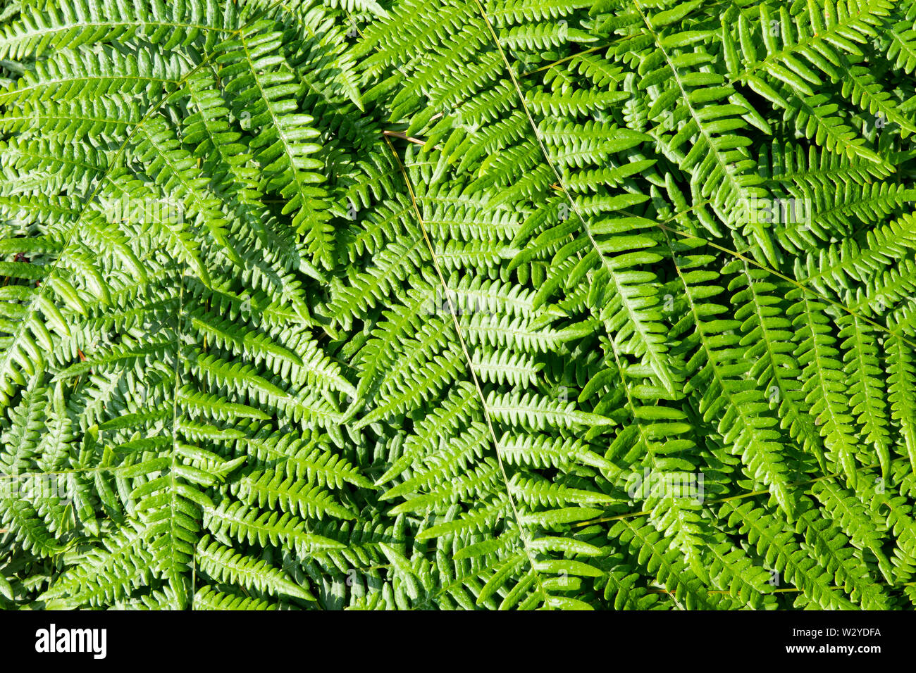 Ein abstraktes Bild von Adirondack Farne im Überfluss in den Adirondack Mountains Wilderness wächst in New York USA Stockfoto
