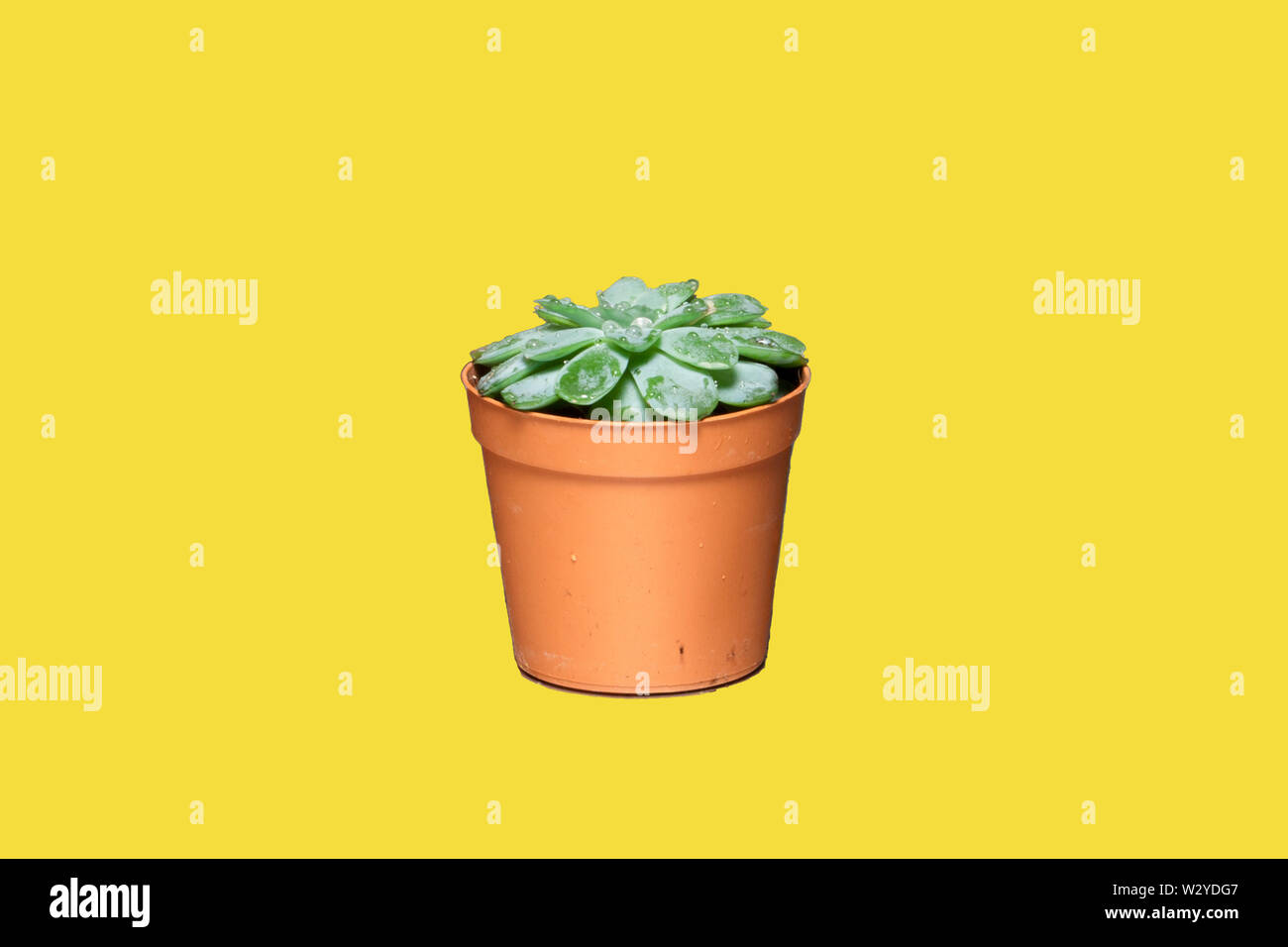 Pop Cactus mit bunten Hintergrund Stockfoto
