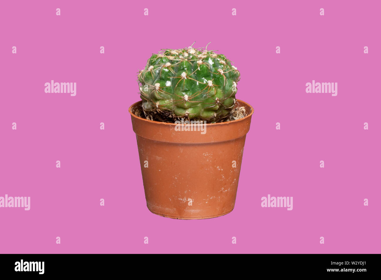 Pop Cactus mit bunten Hintergrund Stockfoto