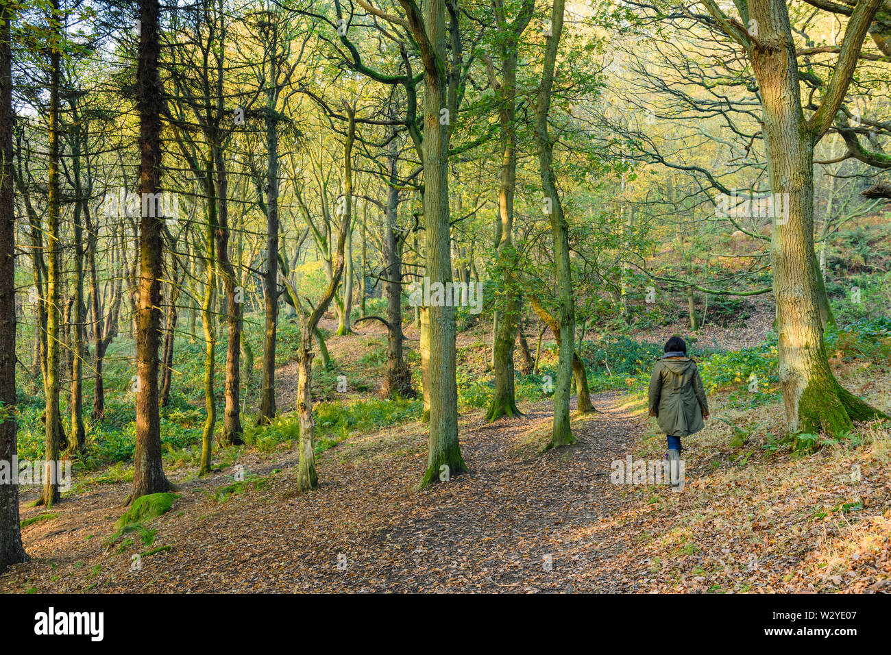 Im Herbst, Frau wandern von Bäumen in einem ruhigen malerischen sonnendurchfluteten Wäldern, im Laub - Middleton Woods, Ilkley, West Yorkshire, England, UK. Stockfoto