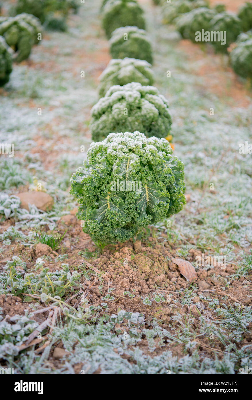 Kale, ökologischer Landbau, Velbert, Nordrhein-Westfalen, Deutschland, Europa, (Brassica oleracea var. sabellica) Stockfoto