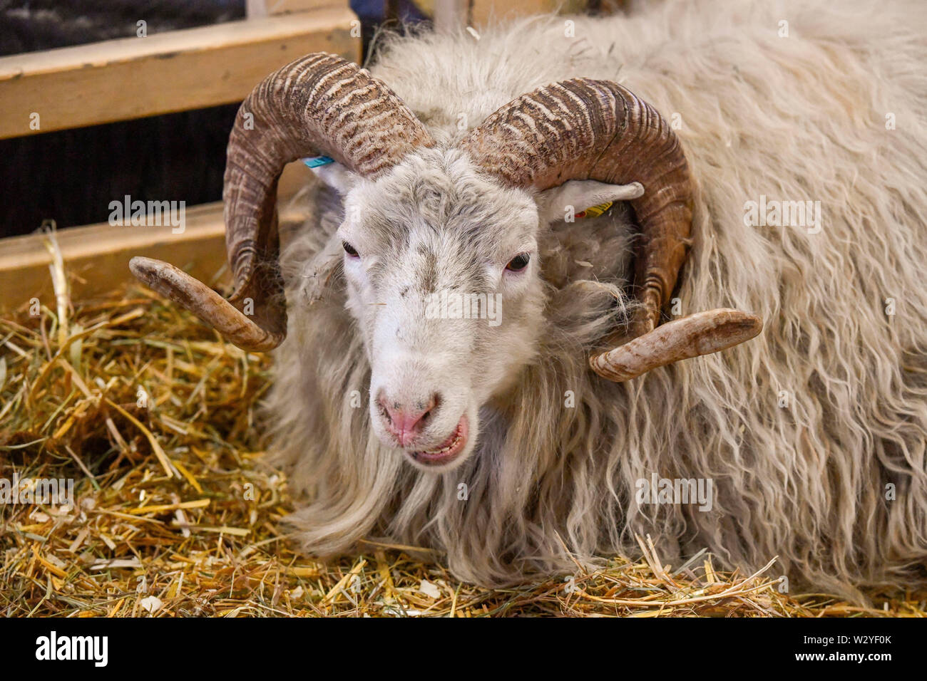 Skudde Schaf, Tierhalle, Grüne Woche, Messe, Berlin, Deutschland, Grüne Woche Stockfoto
