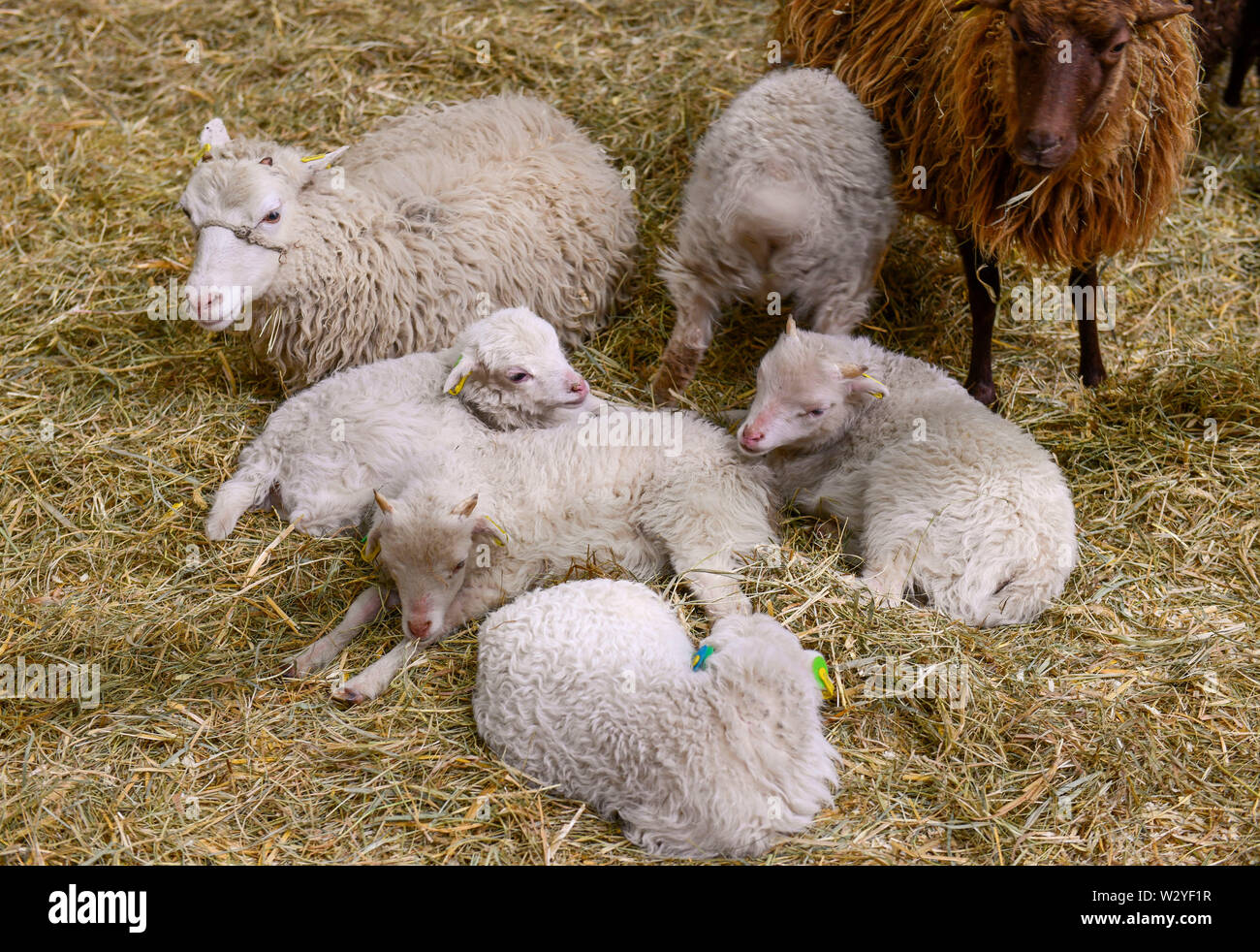 Skudde, Schafe, Tierhalle, Grüne Woche, Messe, Berlin, Deutschland, Grüne Woche Stockfoto