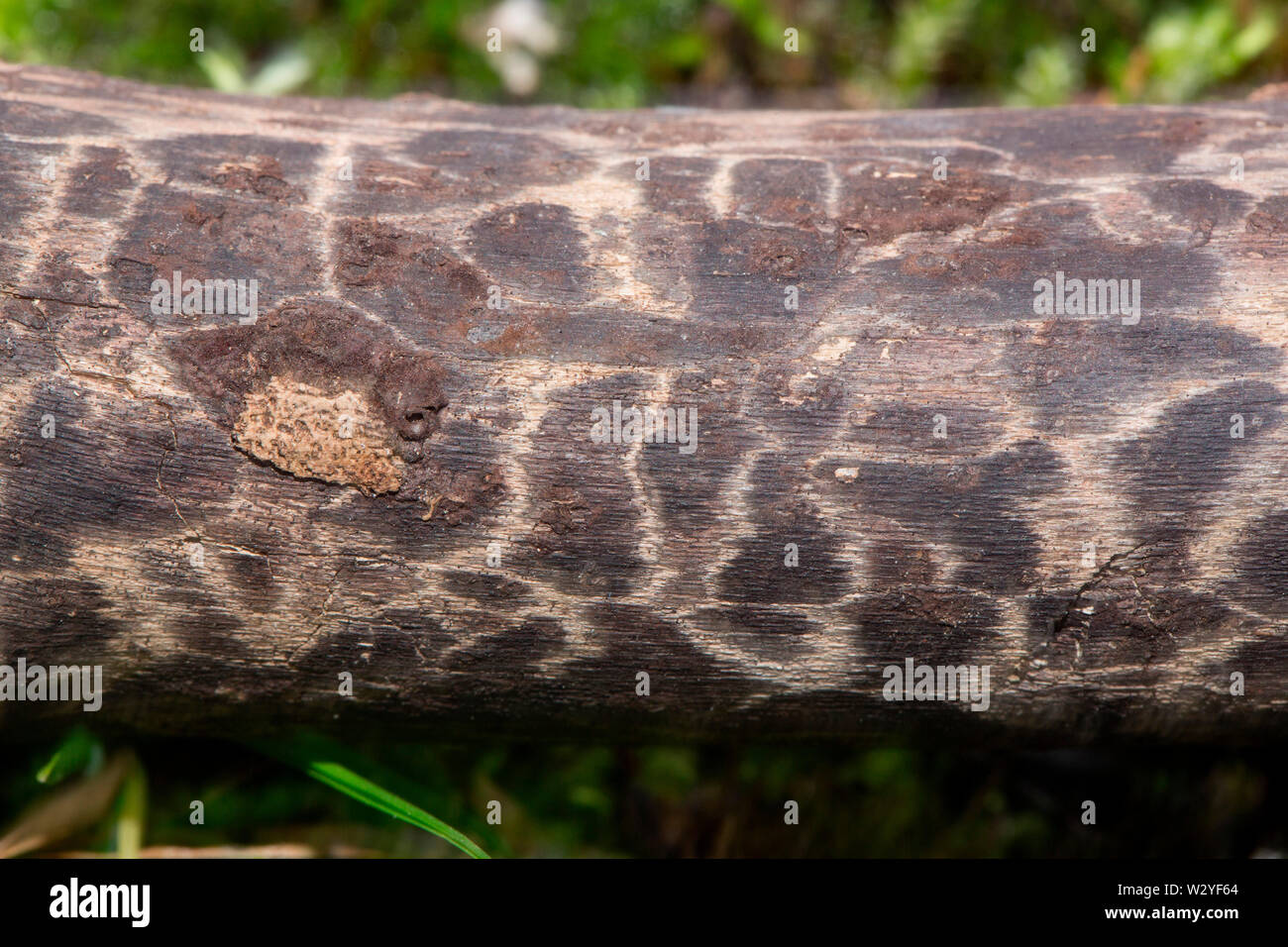 Giraffen Holz, Baumrinde, (Xylaria) Stockfoto