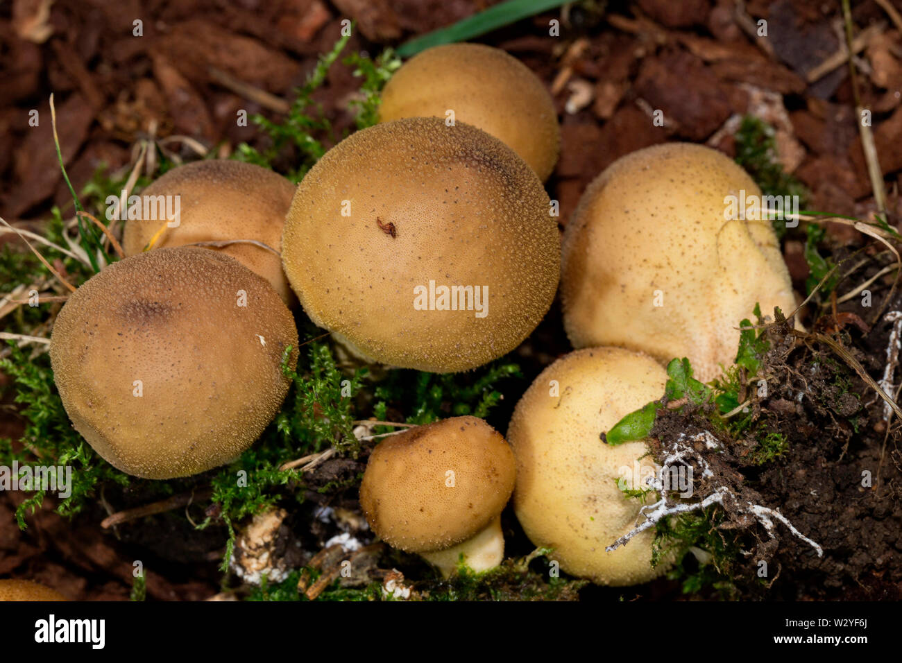 Pear-shaped Puffball, Fruchtkörper, (Lycoperdon Pyriforme) Stockfoto