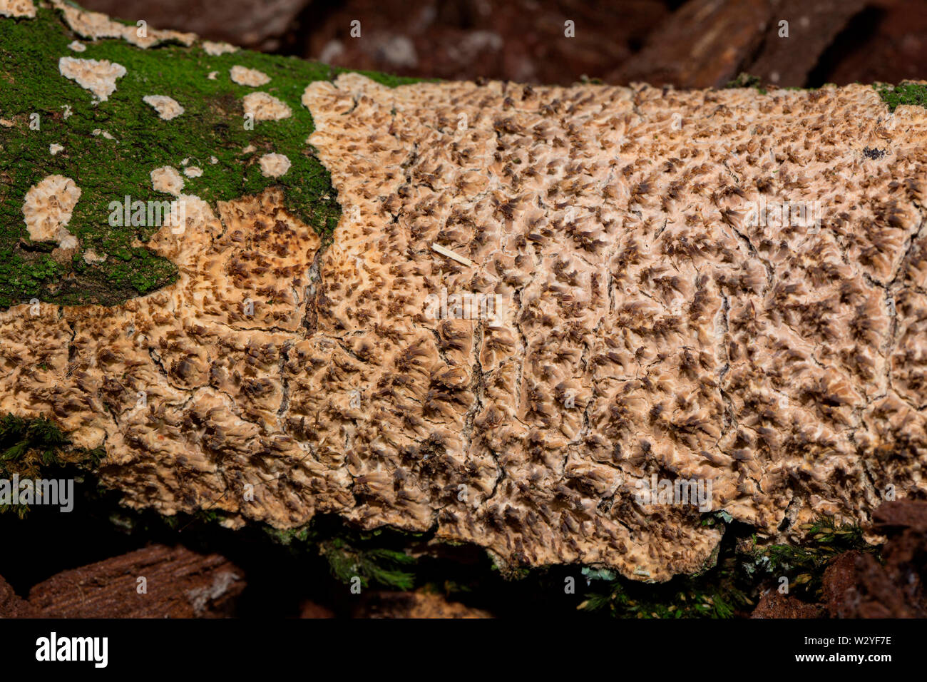 Pilz, (Radulomyces molaris) Stockfoto