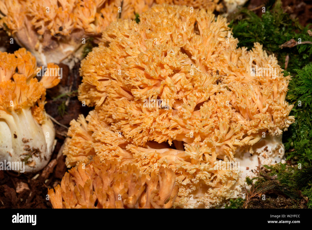 Orange Coral Pilz, (Ramaria largentii) Stockfoto
