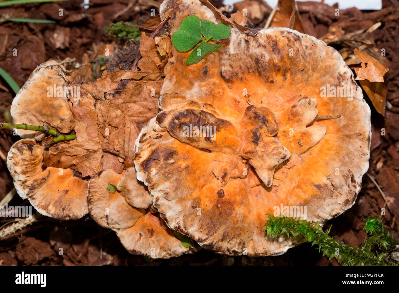 Orange Wirbelsäule, orange hydnellum, (Hydnellum aurantiacum) Stockfoto
