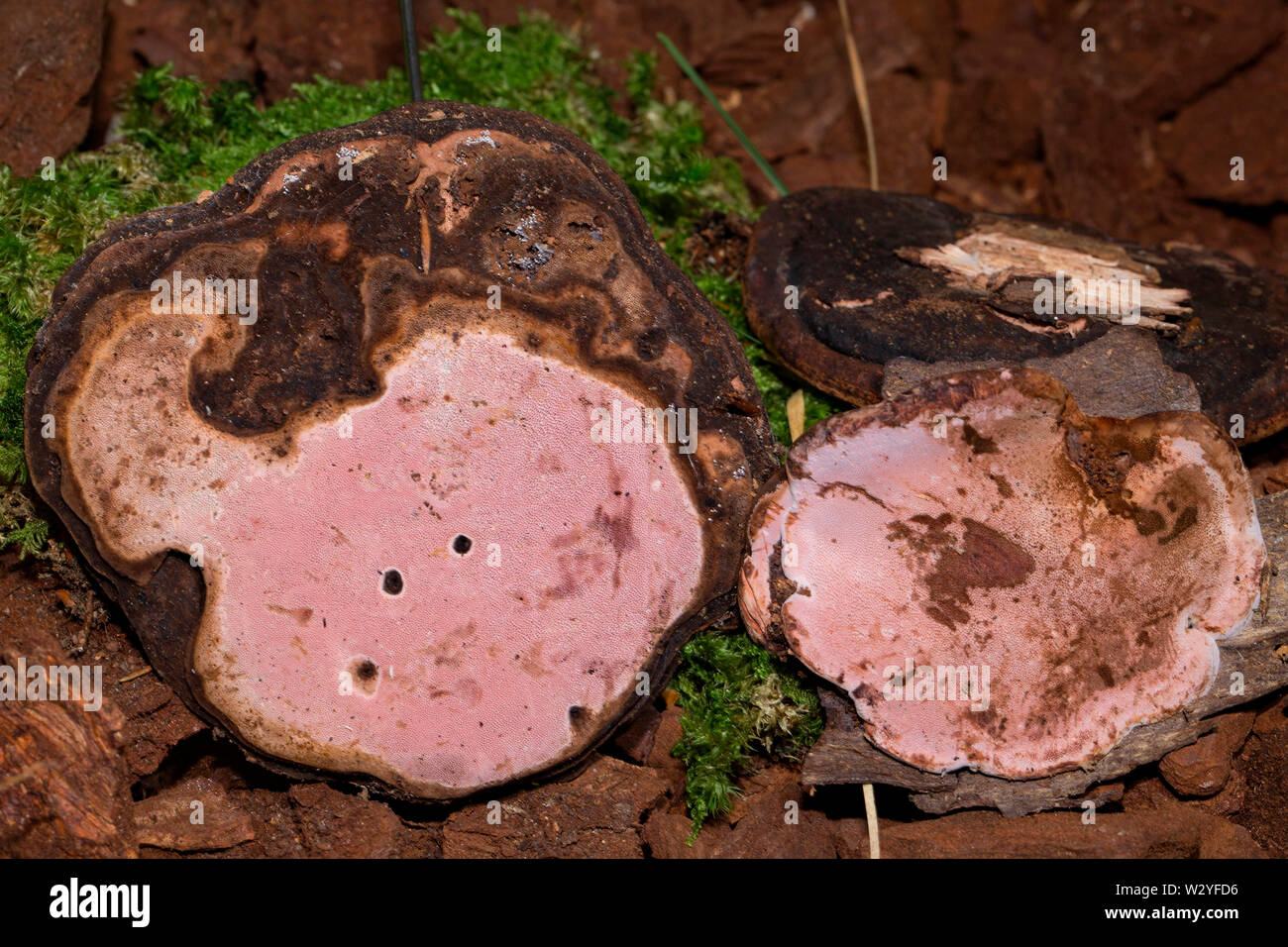 Pilz, (Fomitopsis rosea) Stockfoto