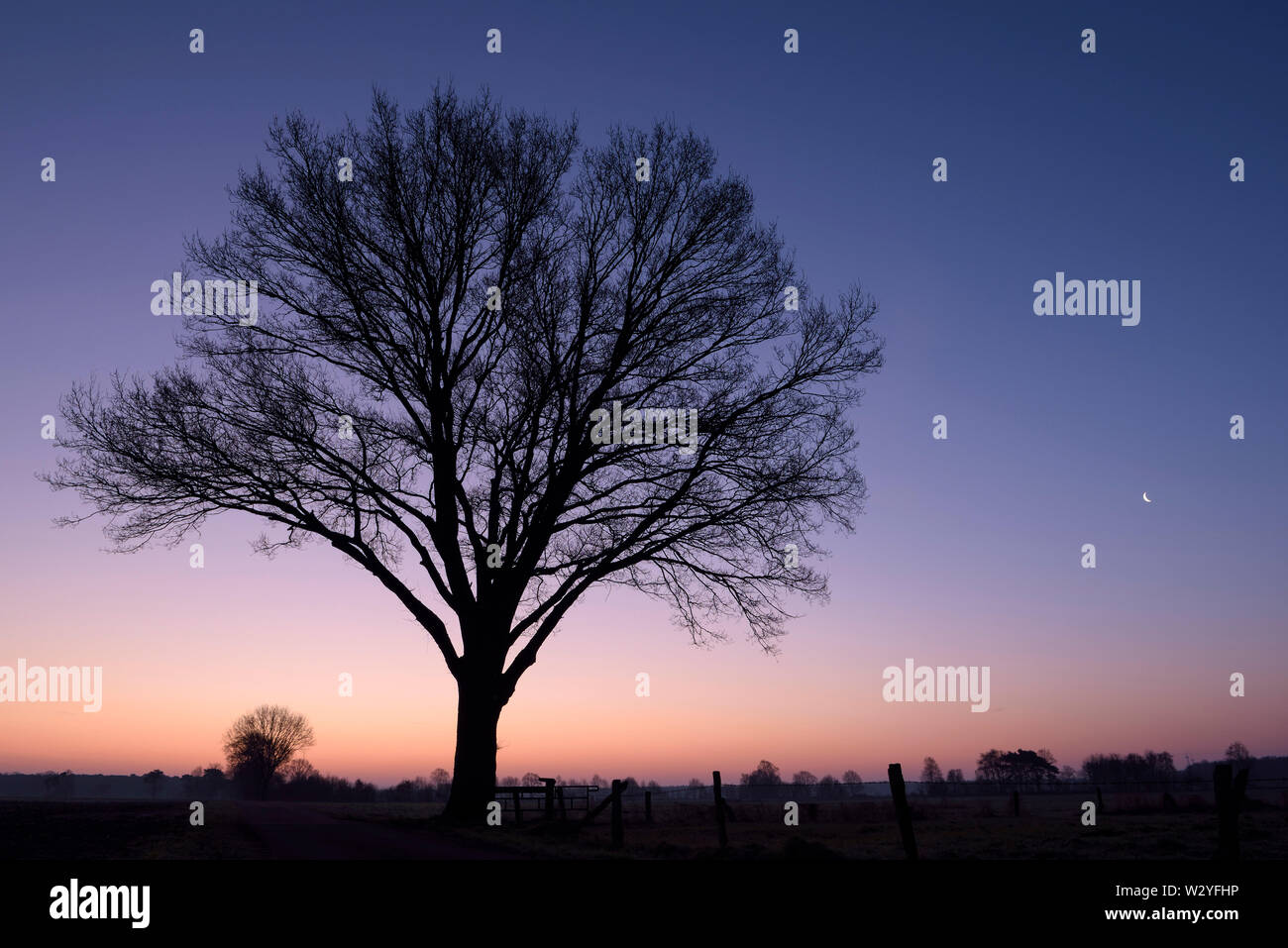 Einsamer Baum in der Morgendämmerung und Mond, Februar, Dingdener Heide, Nordrhein-Westfalen, Deutschland Stockfoto