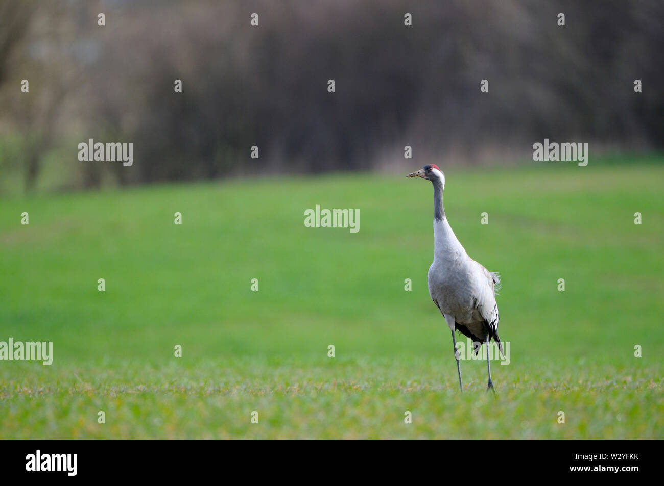 Kranich, April, Gross Quassow, Mecklenburg-Vorpommern, Deutschland, (Grus Grus) Stockfoto