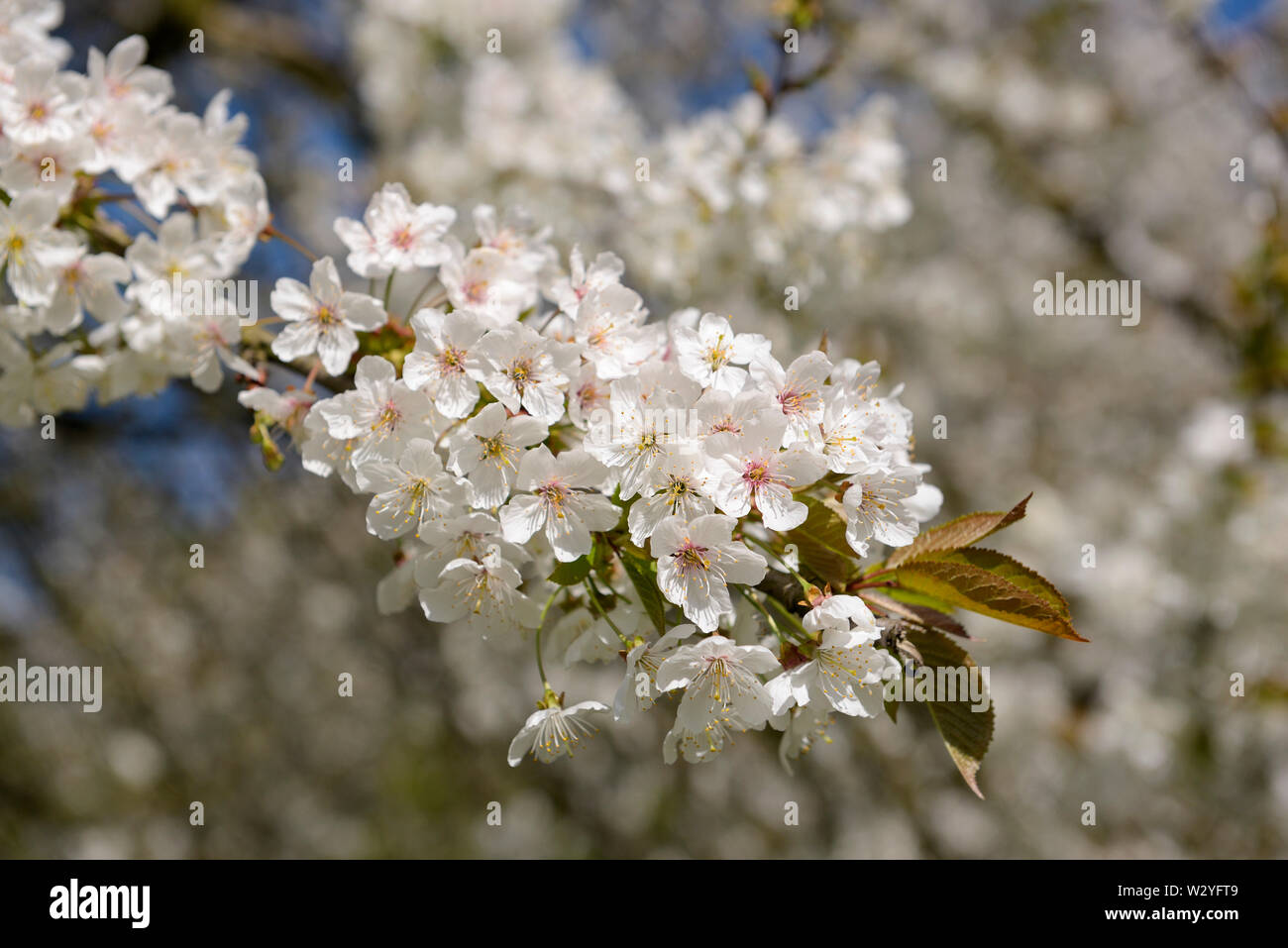 Süße Kirsche, Blüten, April, Oberhausen, Ruhrgebiet, Nordrhein-Westfalen, Deutschland, (Prunus Avium) Stockfoto