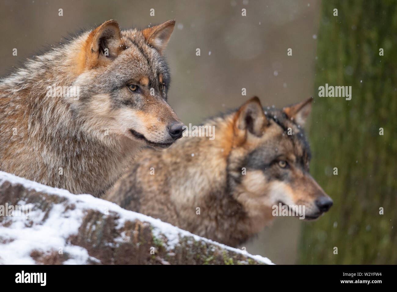 Wölfe, Canis lupus Stockfoto