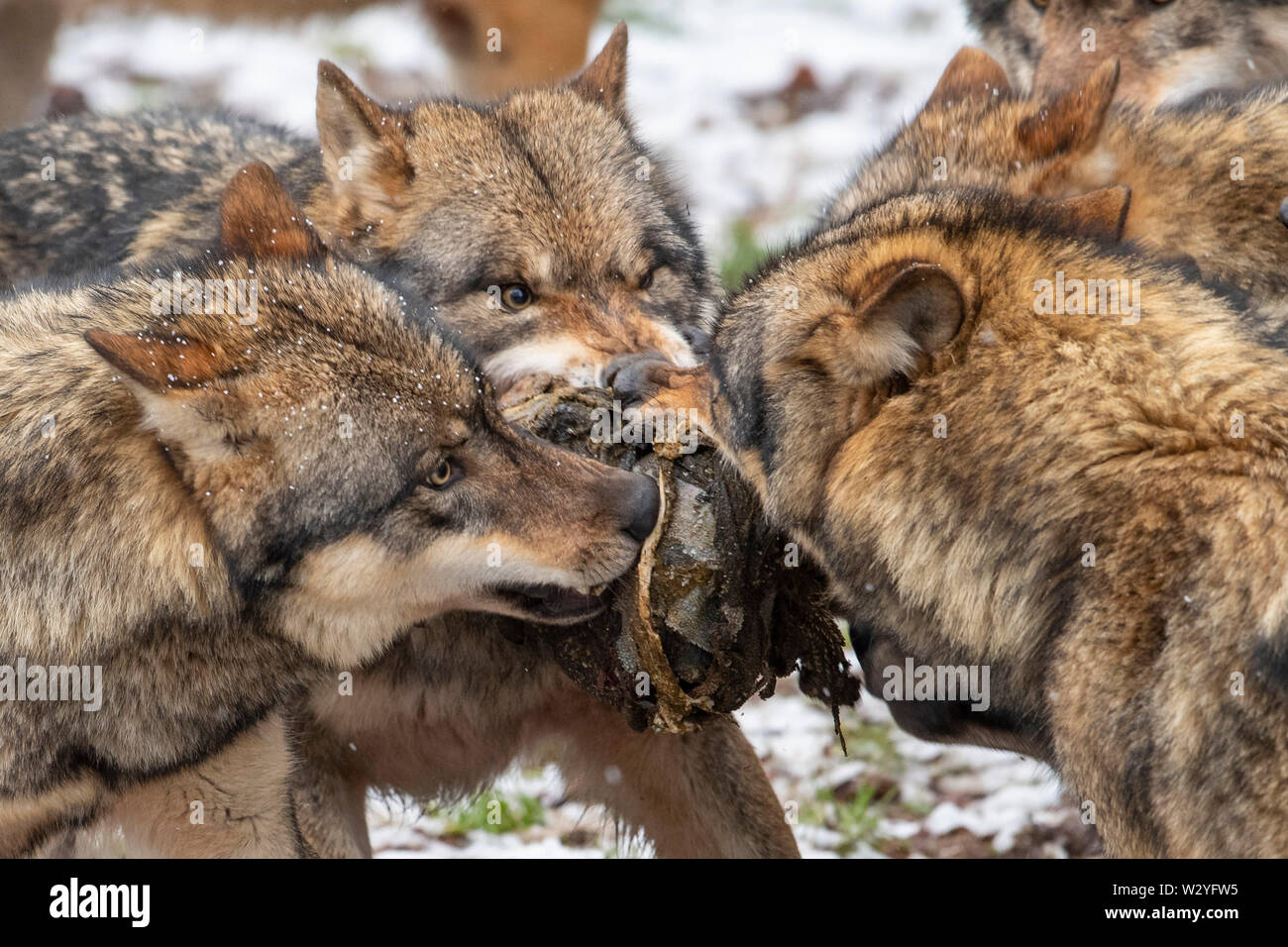 Wölfe, Canis lupus Stockfoto