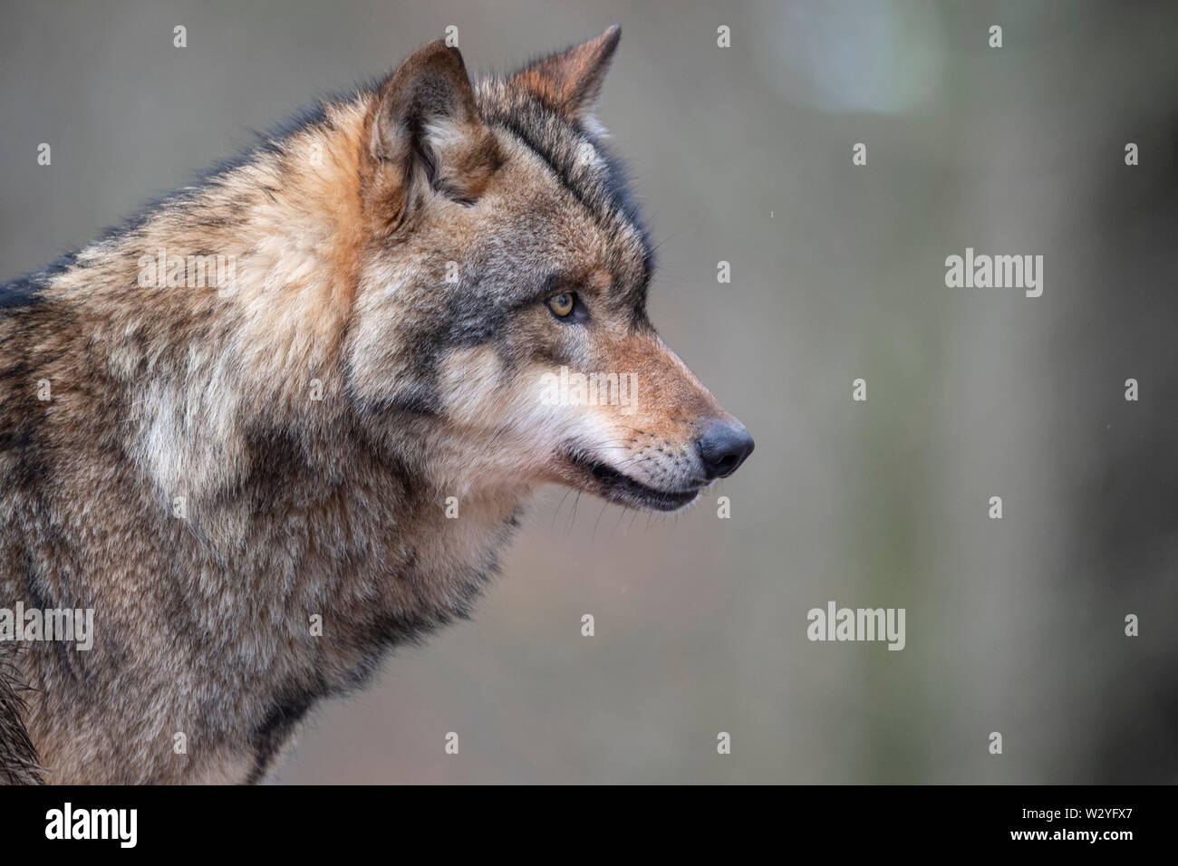 Wolf, Canis lupus Stockfoto