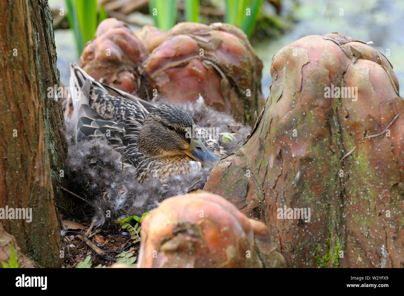 Stockente, weiblich, Nest, Bochum, Nordrhein-Westfalen, Deutschland, (Anas platyrhynchos) Stockfoto