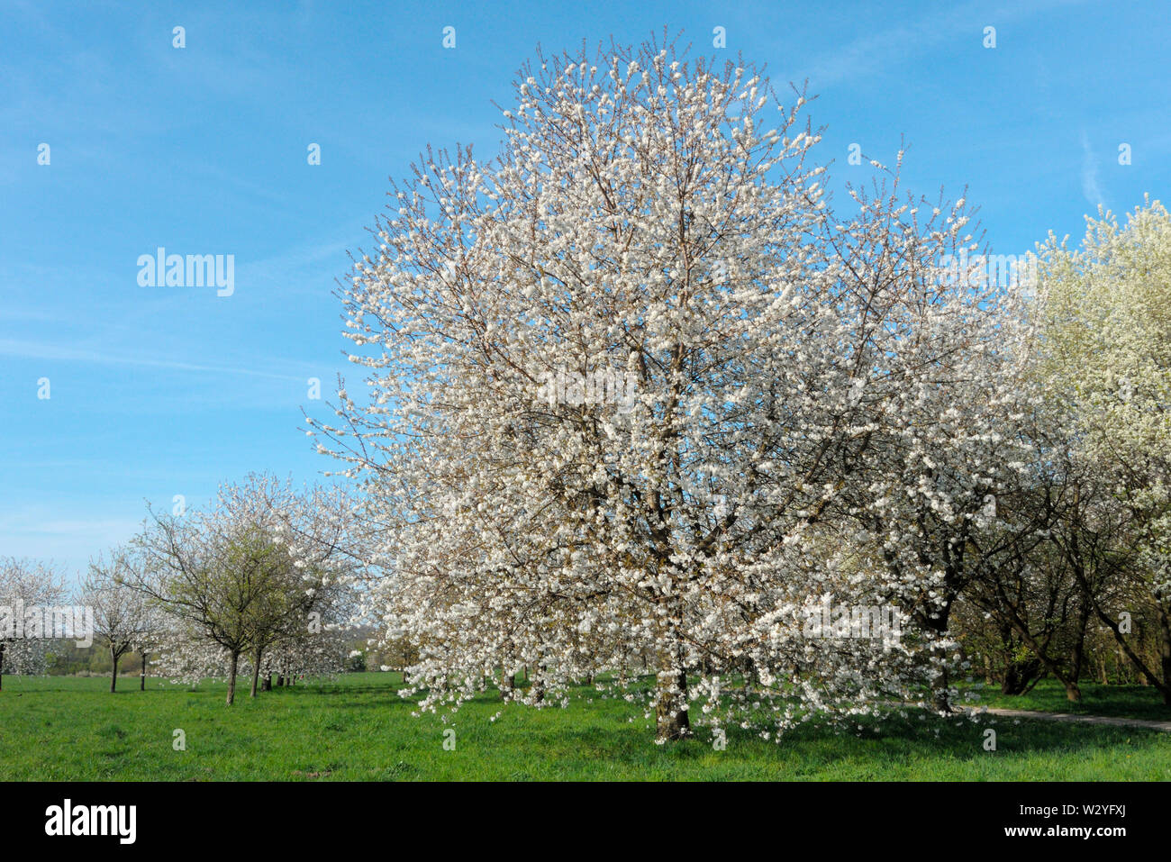 Süße Kirsche, Blüten, April, Oberhausen, Ruhrgebiet, Nordrhein-Westfalen, Deutschland, (Prunus Avium) Stockfoto