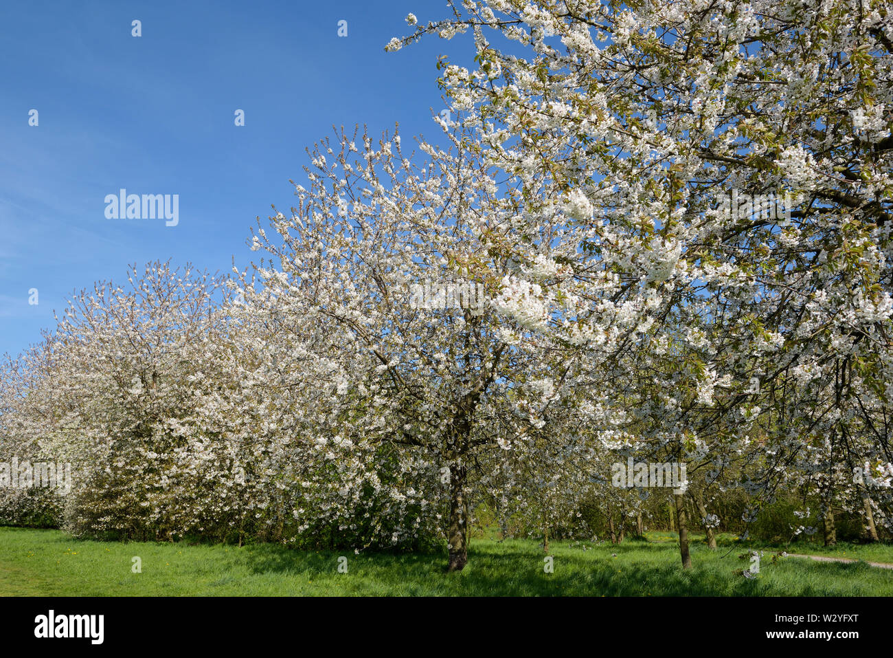 Süße Kirsche, Blüten, April, Oberhausen, Ruhrgebiet, Nordrhein-Westfalen, Deutschland, (Prunus Avium) Stockfoto