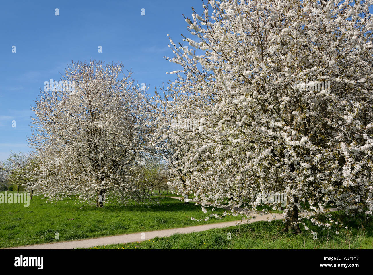 Süße Kirsche, Blüten, April, Oberhausen, Ruhrgebiet, Nordrhein-Westfalen, Deutschland, (Prunus Avium) Stockfoto