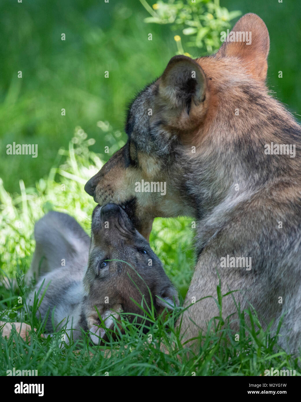 Wolf mit Cub, Canis lupus Stockfoto