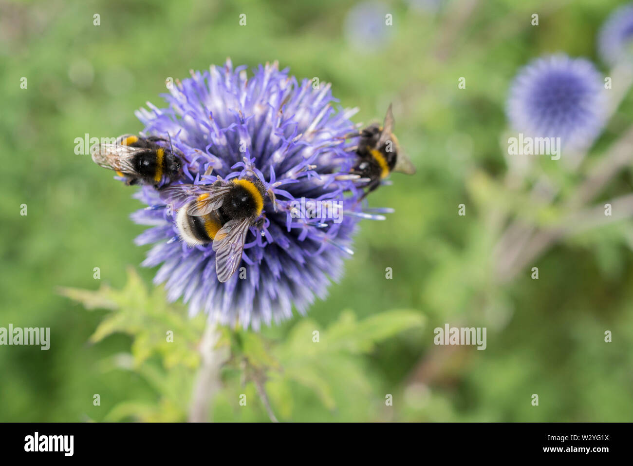 Globus Distel, Baden-Württemberg, Deutschland, (Echinops) Stockfoto