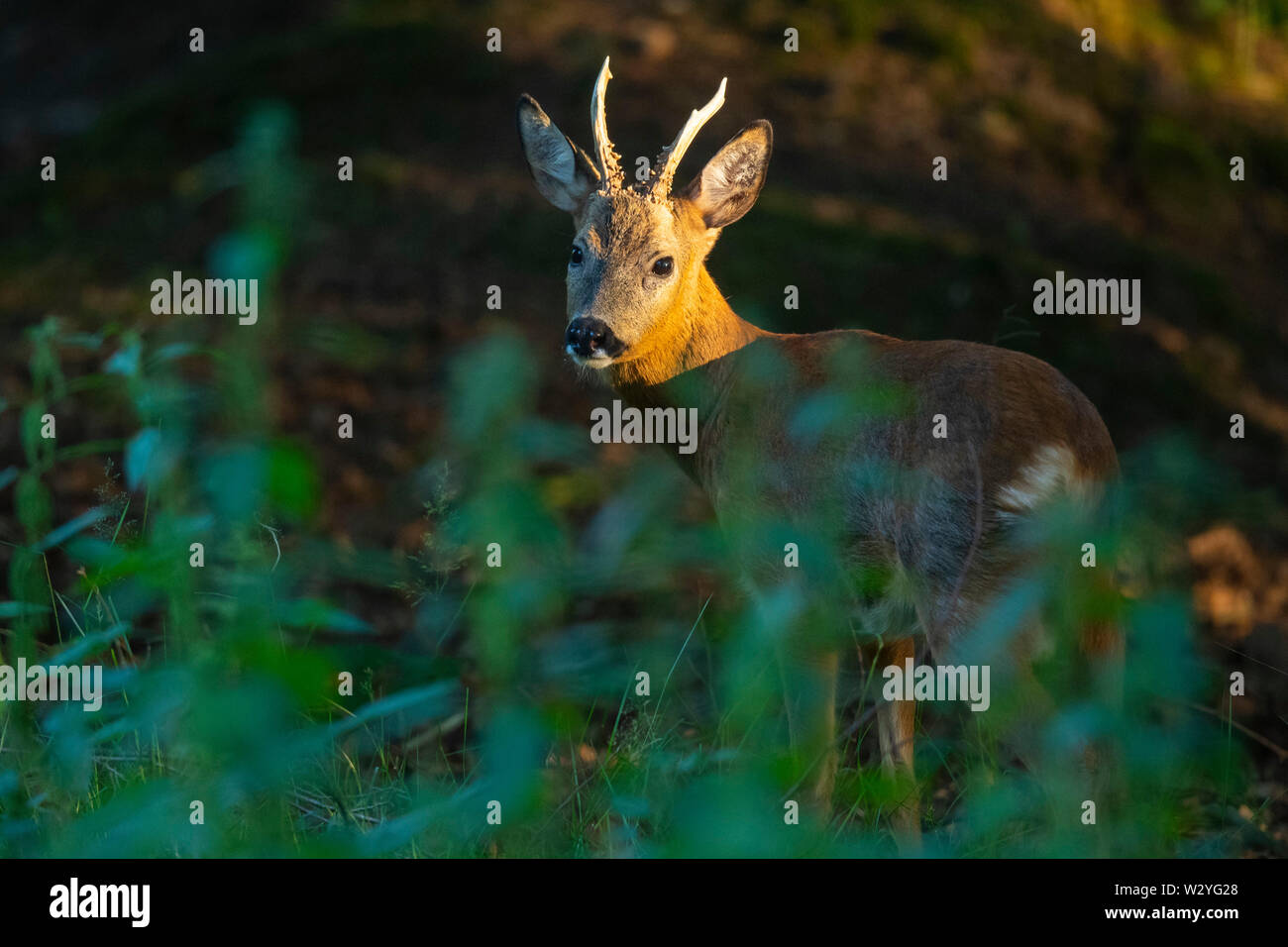 Rehe Buck, Niedersachsen, Deutschland, Hyla arborea Stockfoto
