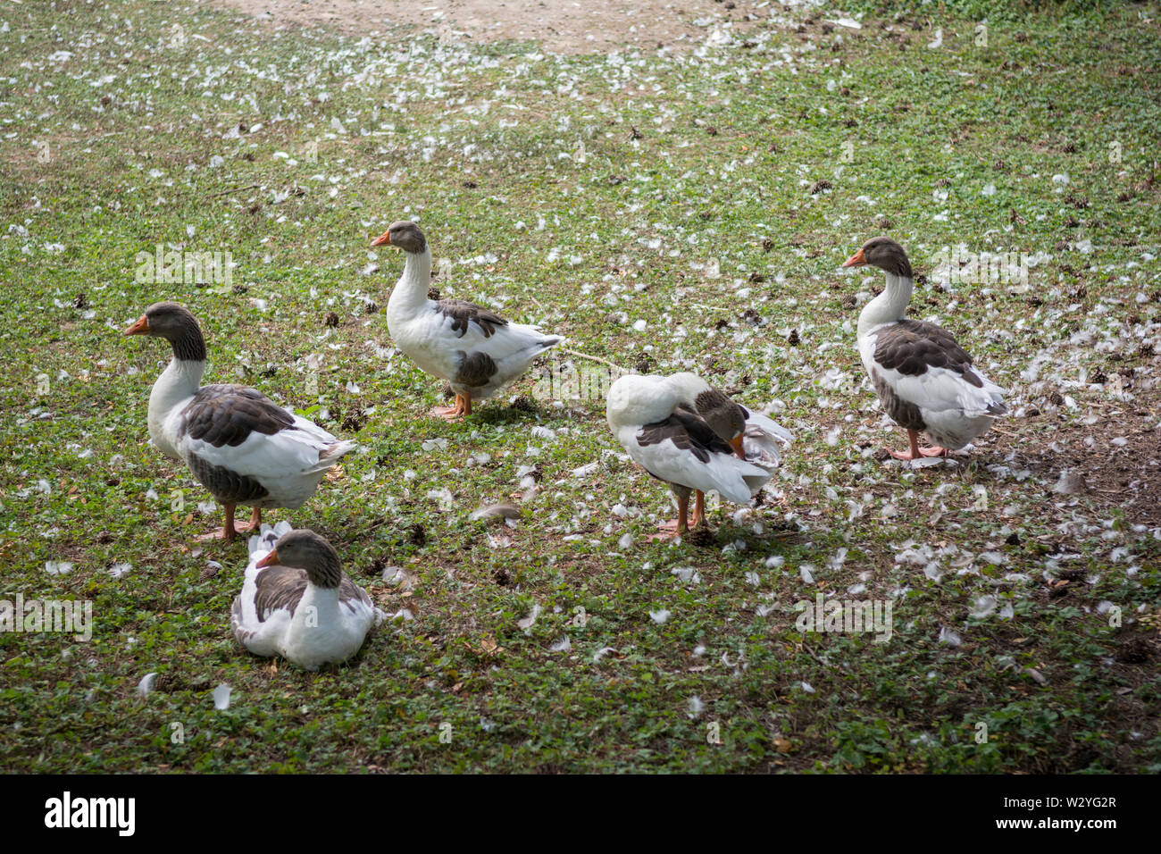 Gans in den Schlossgarten, Schloss Neuenstein, Neuenstein, Oehringen, Region Hohenlohe, baden-württemberg, Heilbronn - Franken, Deutschland, Öhringen? Stockfoto