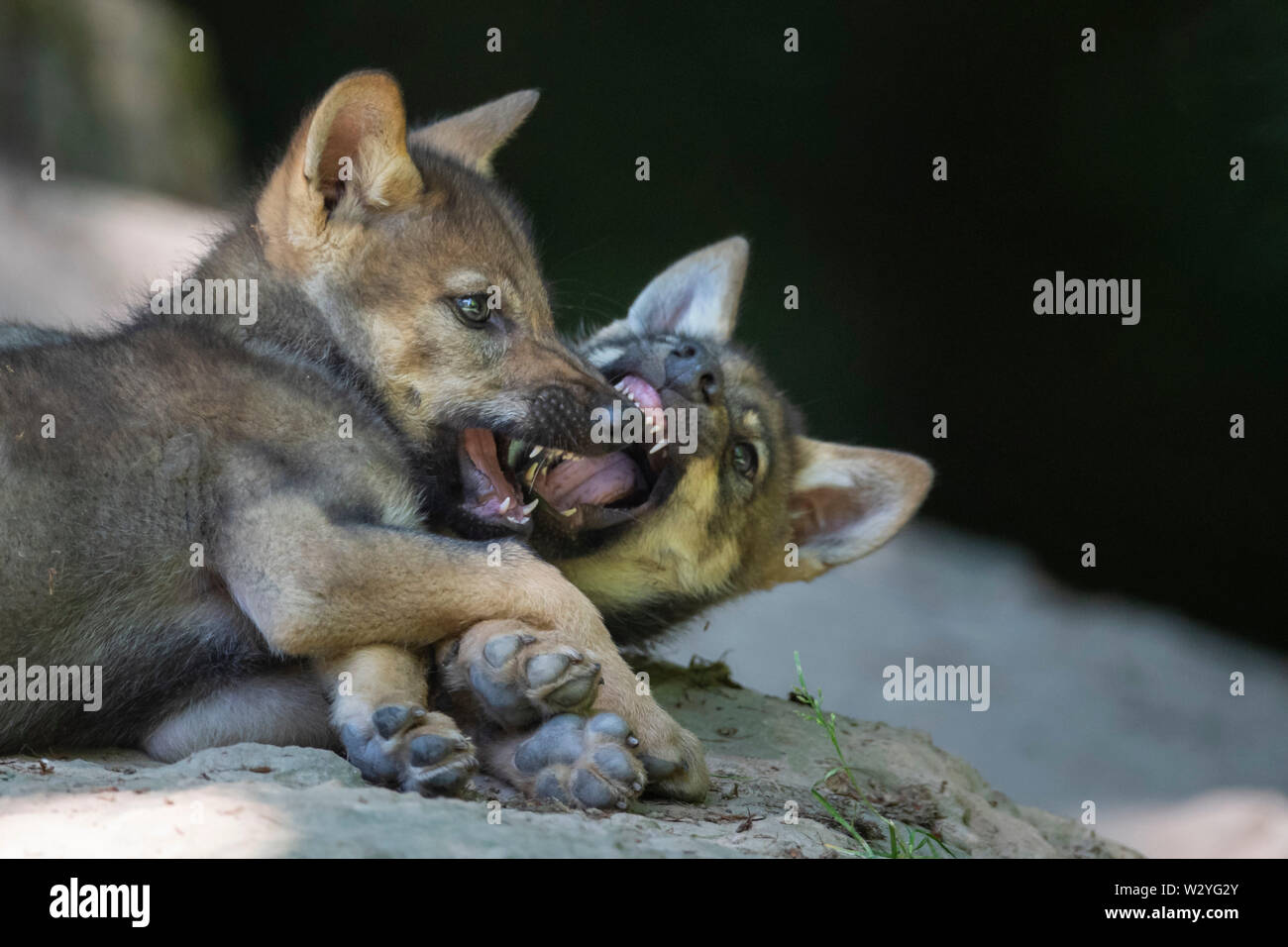 Wolf Cubs, Canis lupus Stockfoto