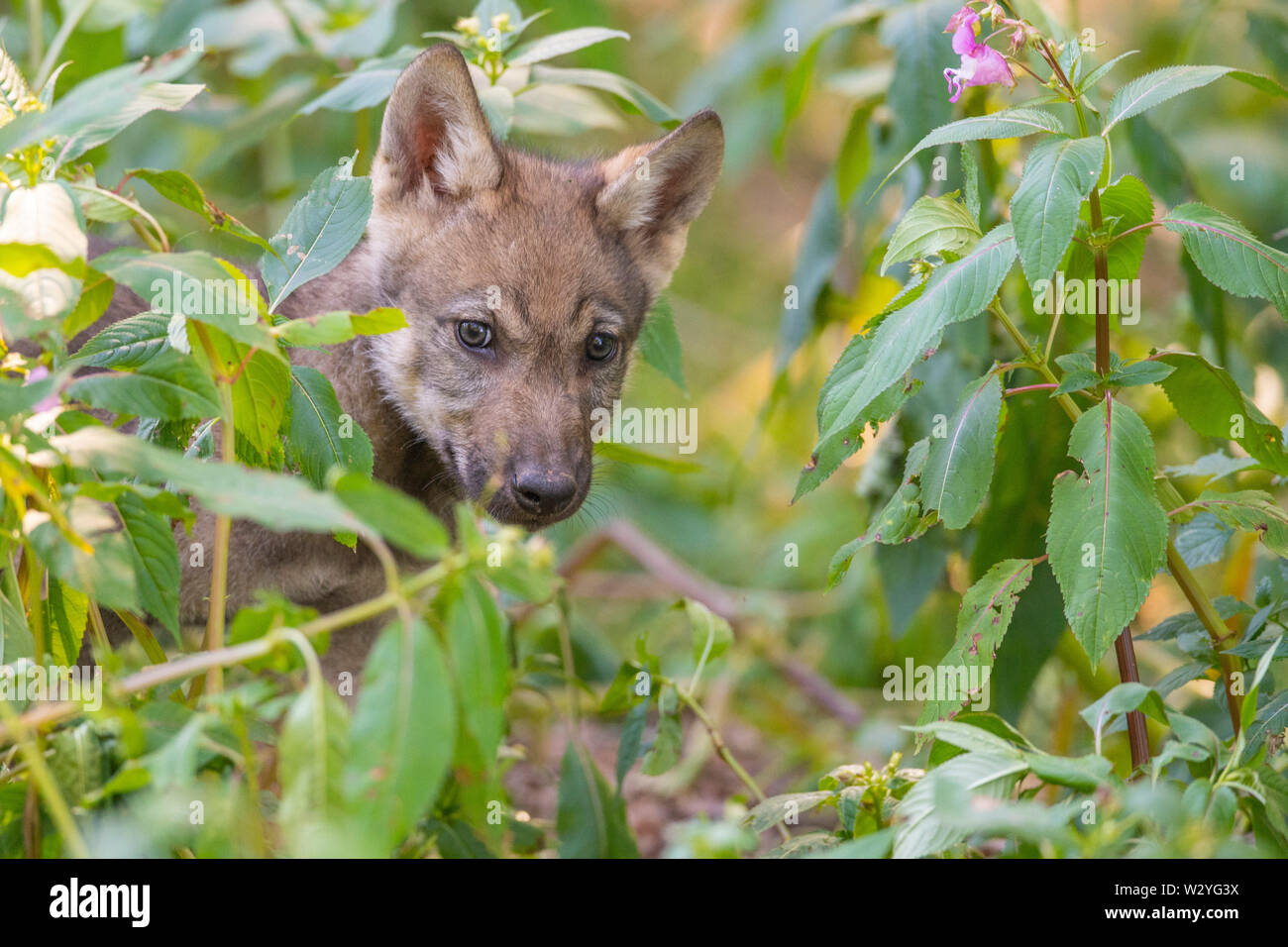 Wolf Cub, Canis lupus Stockfoto