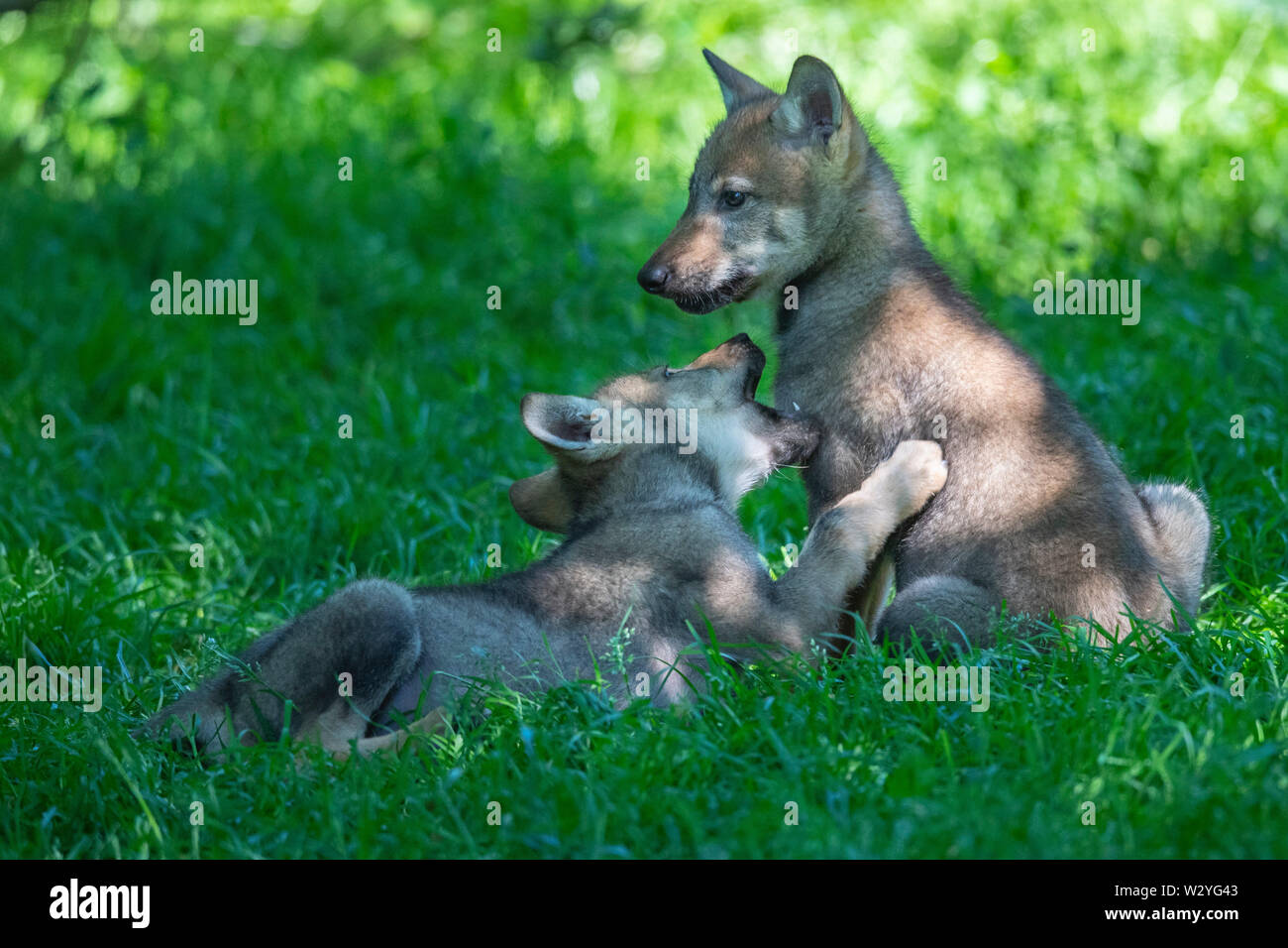 Wolf Cubs, Canis lupus Stockfoto