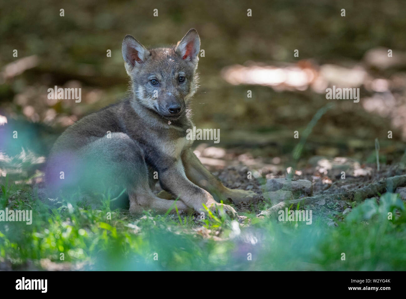 Wolf Cub, Canis lupus Stockfoto