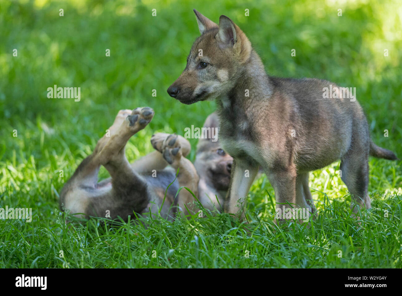Wolf Cubs, Canis lupus Stockfoto