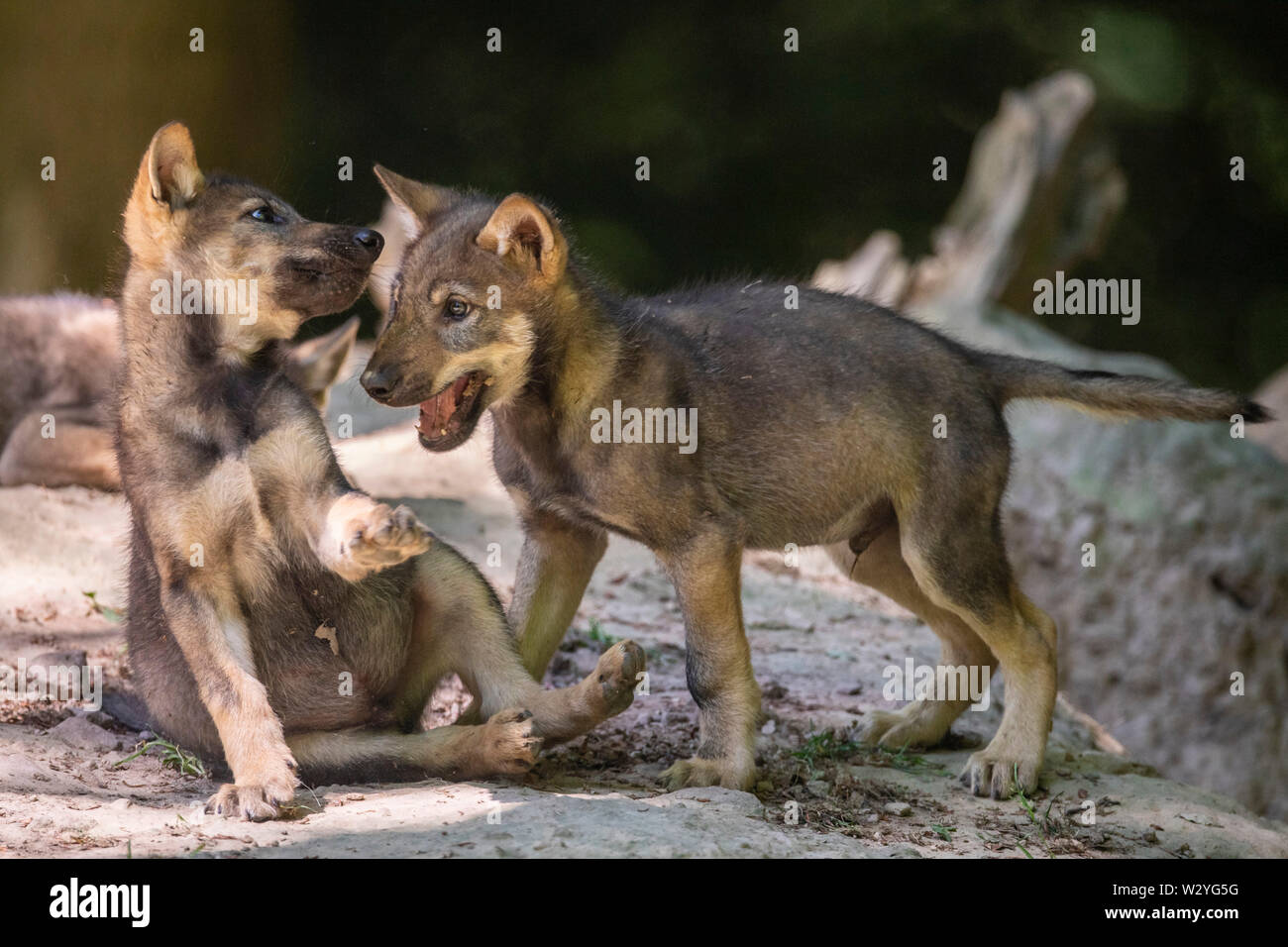Wolf Cubs, Canis lupus Stockfoto