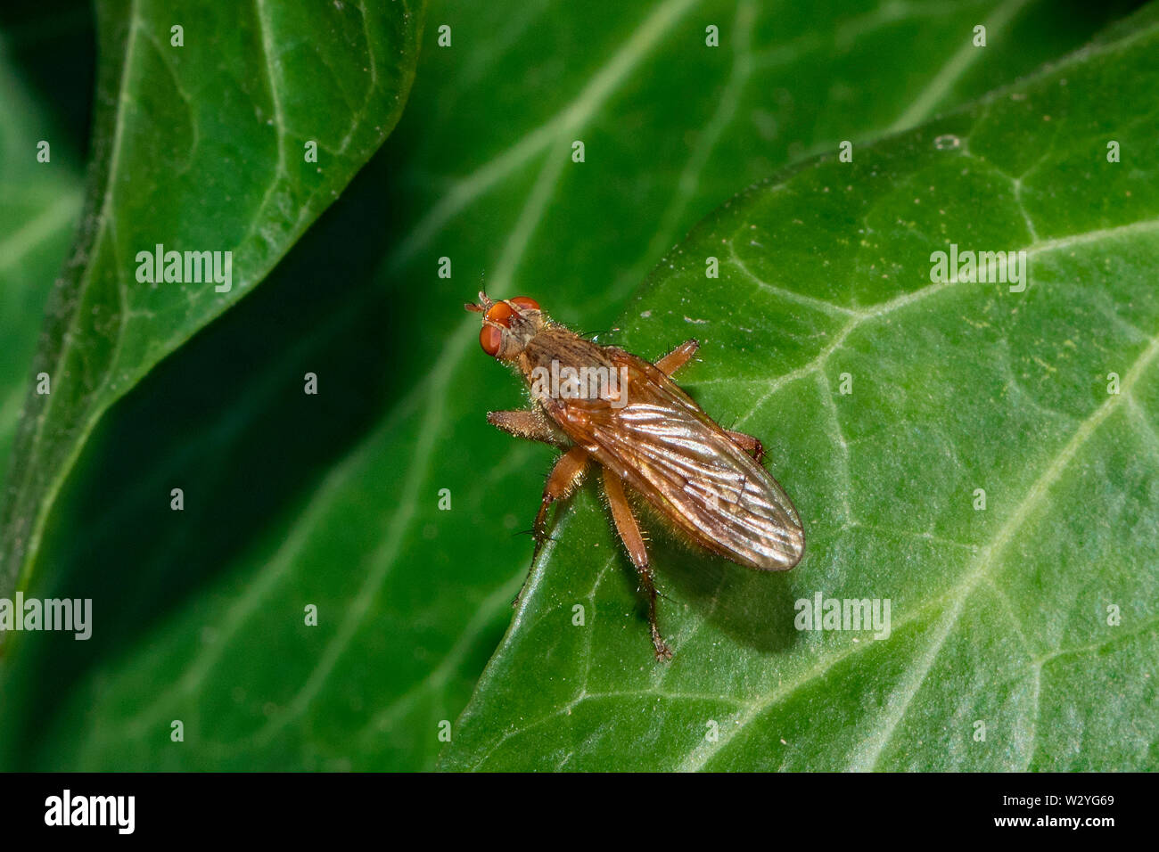 Mist fliegen, (Scathophaga Suilla) Stockfoto