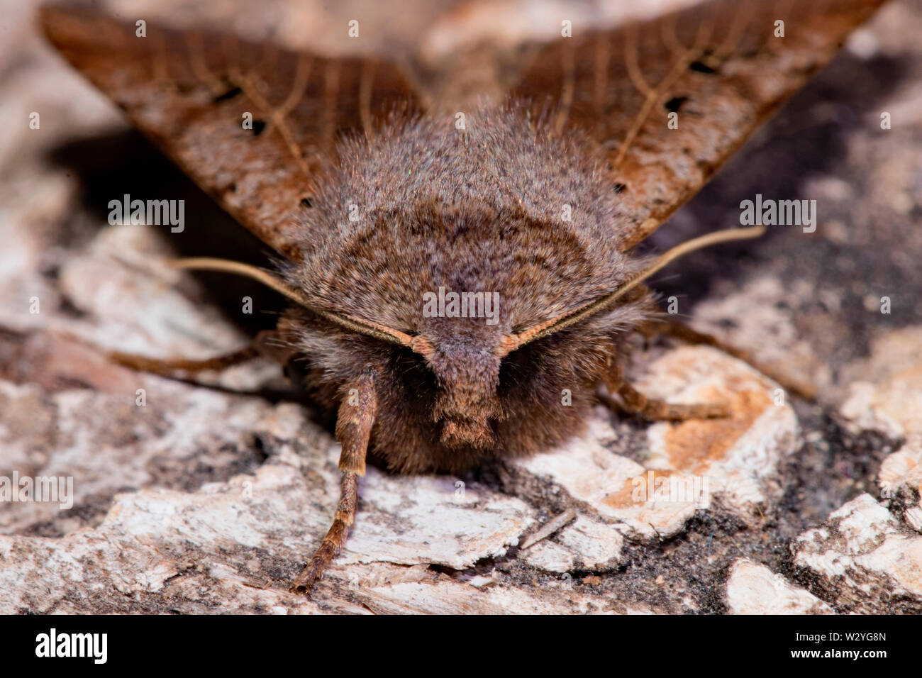 Schwarz-Spot chestnut Moth (Conistra Rubiginosa) Stockfoto
