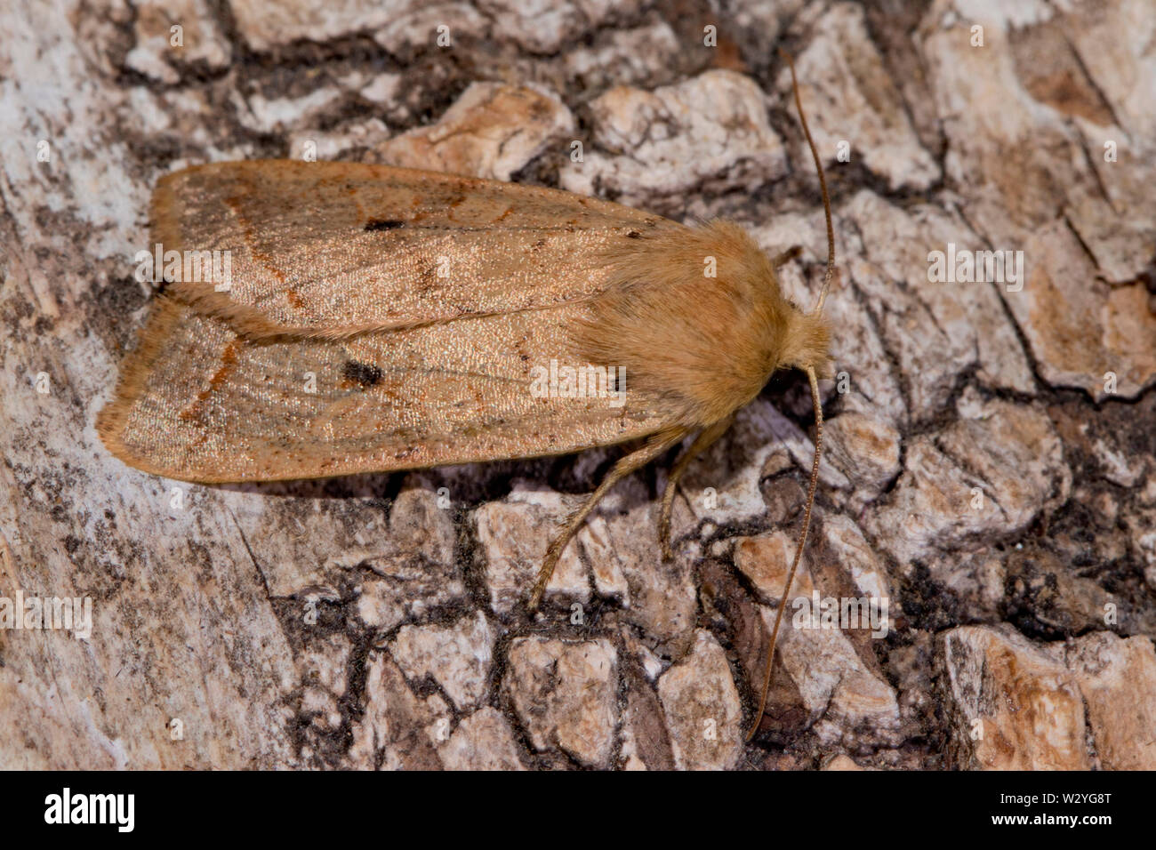 Gelb-line Quaker Motte (Agrochola macilenta) Stockfoto