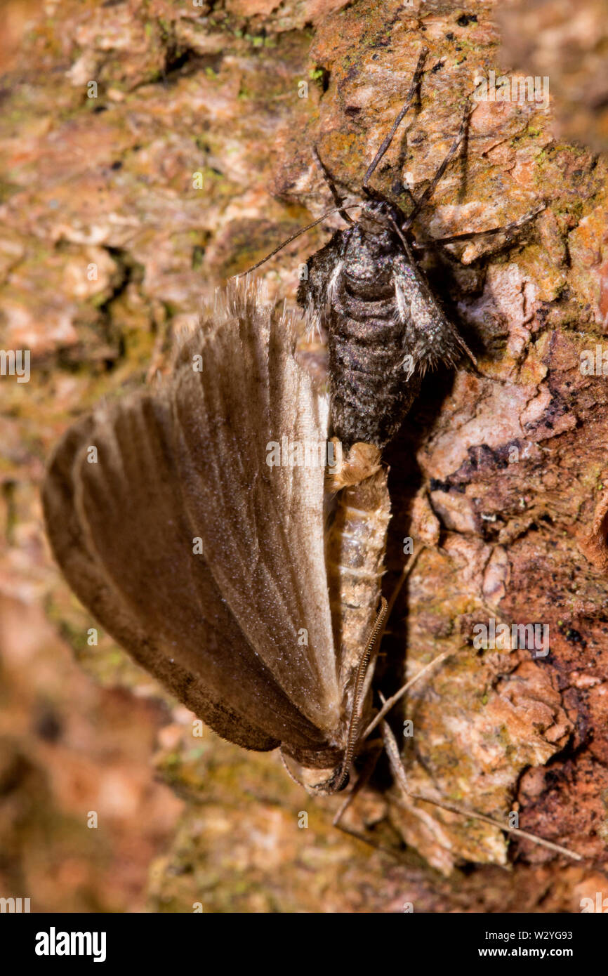 Winter moth, Paarung, männlich, weiblich, (Operophtera brumata) Stockfoto
