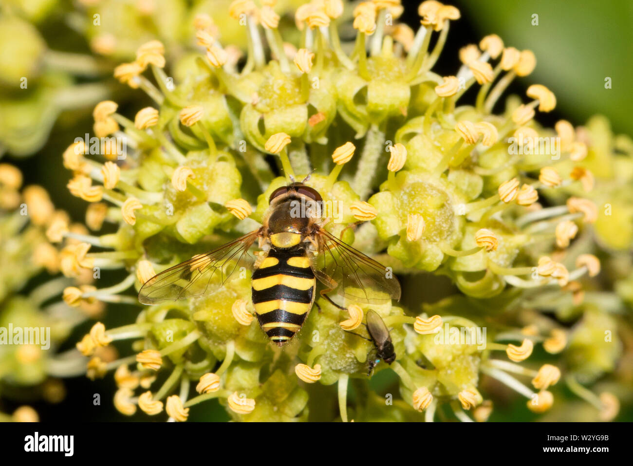 (Hoverfly, Syrphus ribesii) Stockfoto