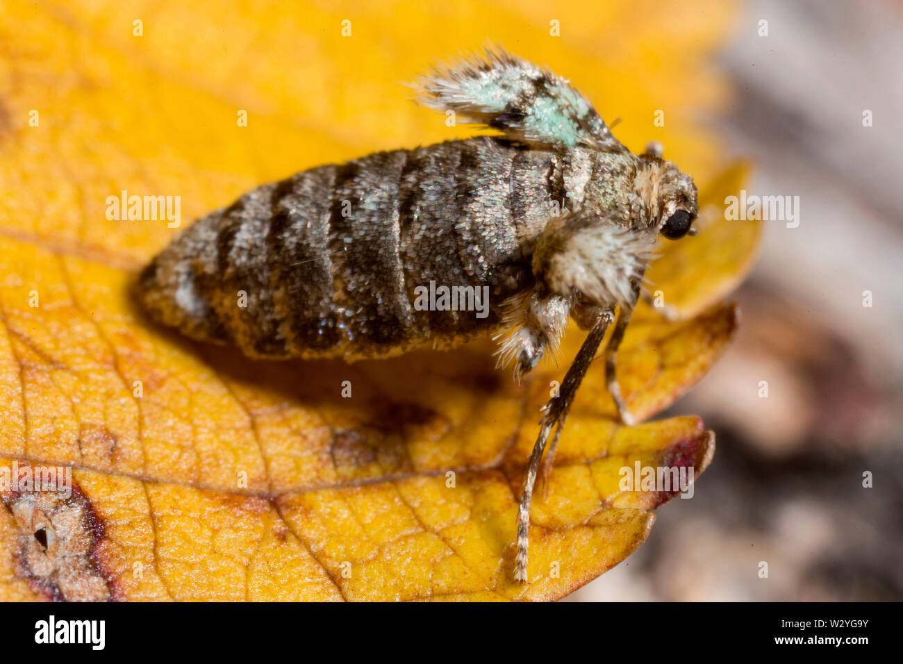 Winter moth, Operophtera brumata, (weiblich) Stockfoto