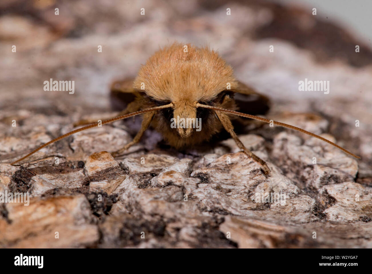 Gelb-line Quaker Motte (Agrochola macilenta) Stockfoto