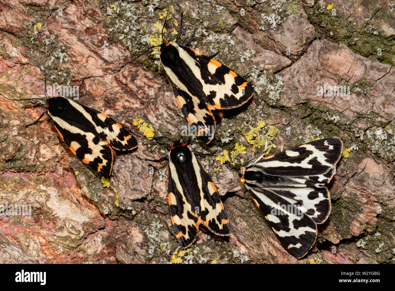 Holz tiger Motten, (Parasemia plantaginis) Stockfoto