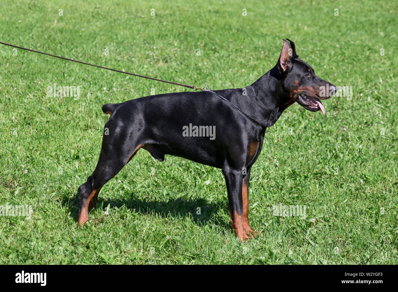 Süße Dobermann steht auf einem grünen Gras. Heimtiere. Reinrassigen Hund. Stockfoto