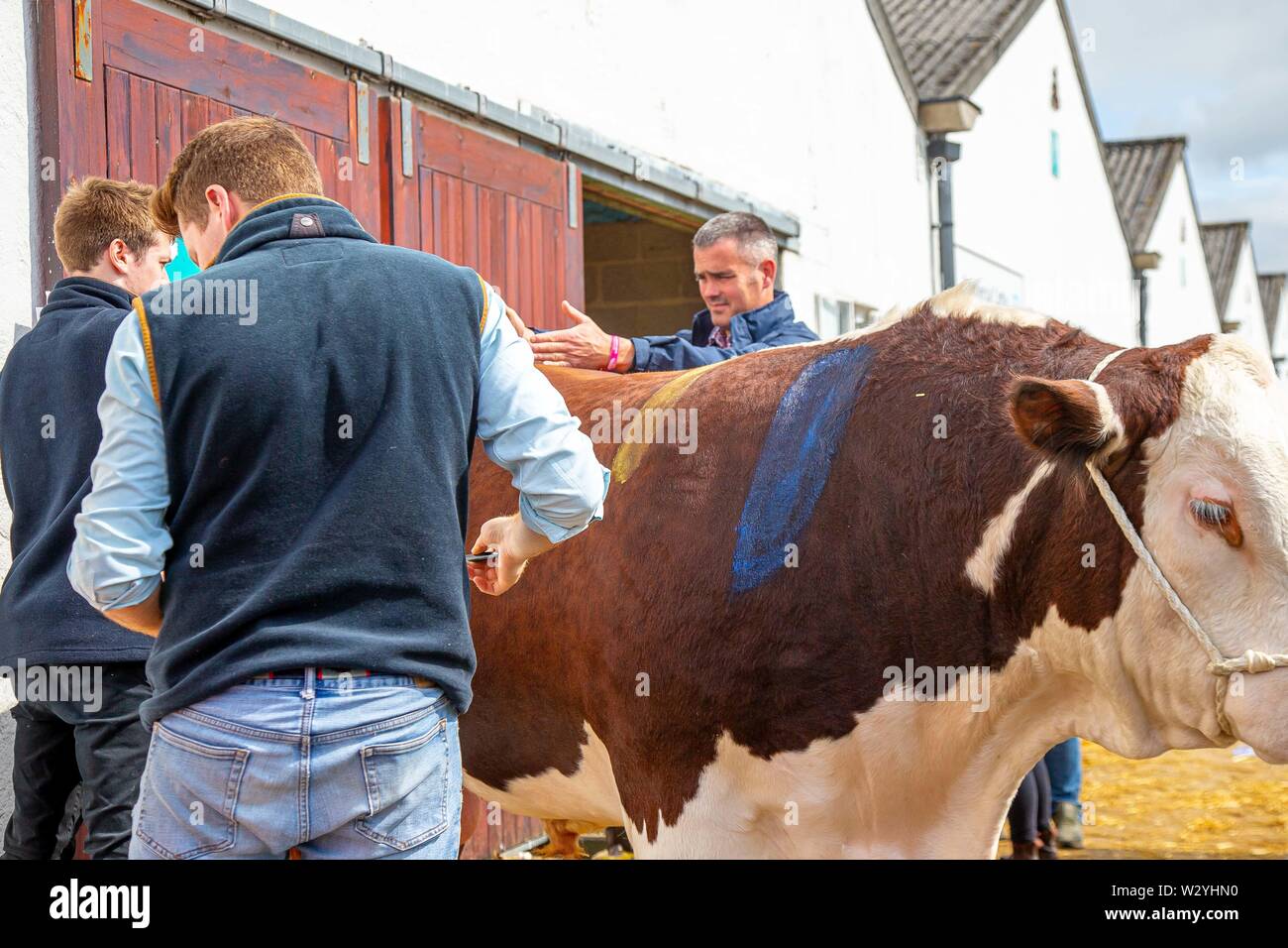 Harrogate. Vereinigtes Königreich. 11. Juli 2019. Malerei ein Rindfleisch Bull für einen Wettbewerb. Die Schöne und das Rindfleisch bei den Großen Yorkshire zeigen. Kredit Elli Birke/SIP-Foto Agentur/Alamy leben Nachrichten. Stockfoto