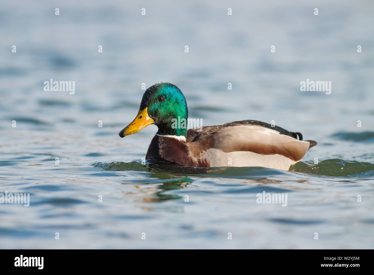 Stockente Männchen schwimmt auf einem Fluss im Winter Stockfoto