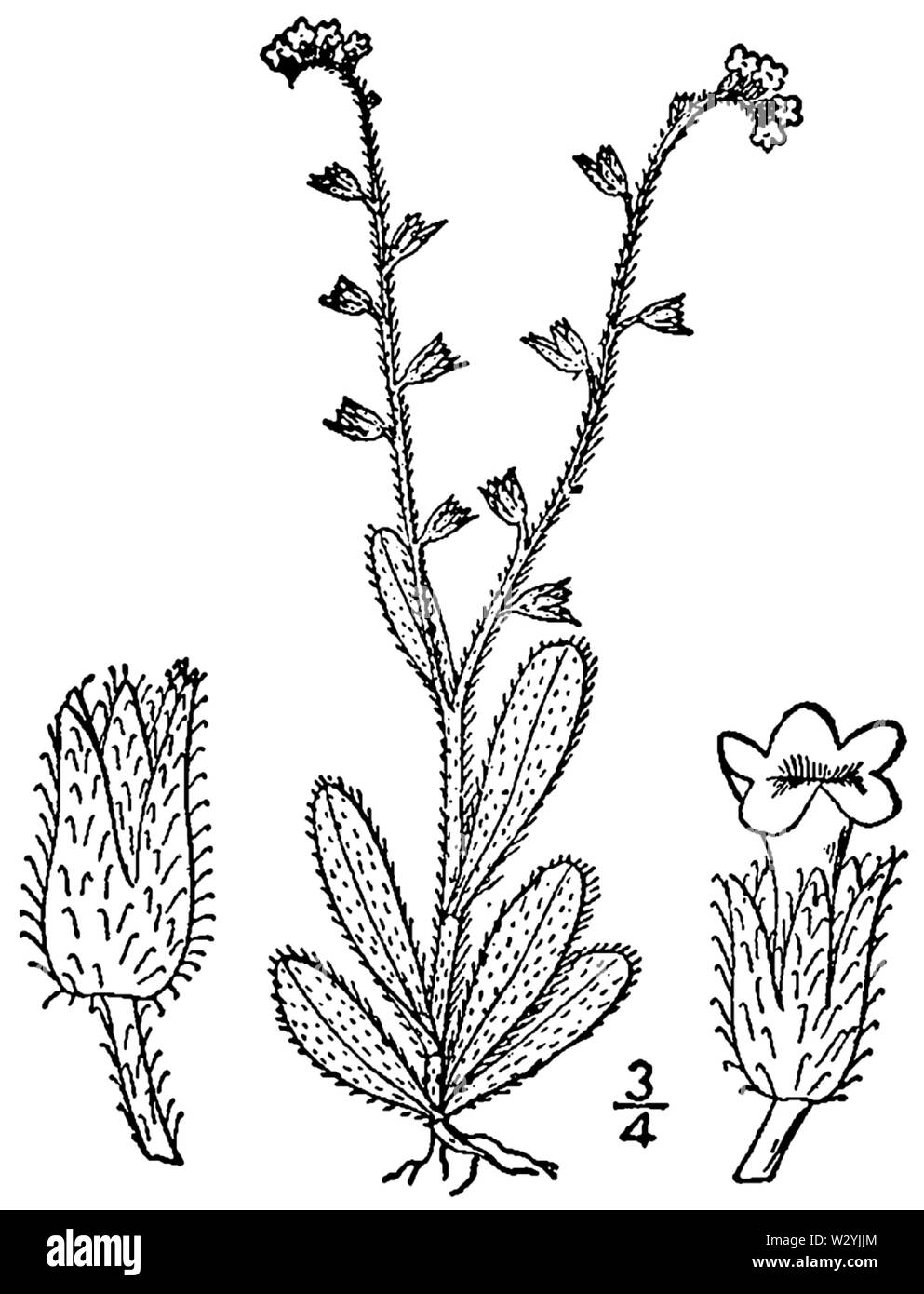 Myosotis verna BB 1946-1974 Stockfoto