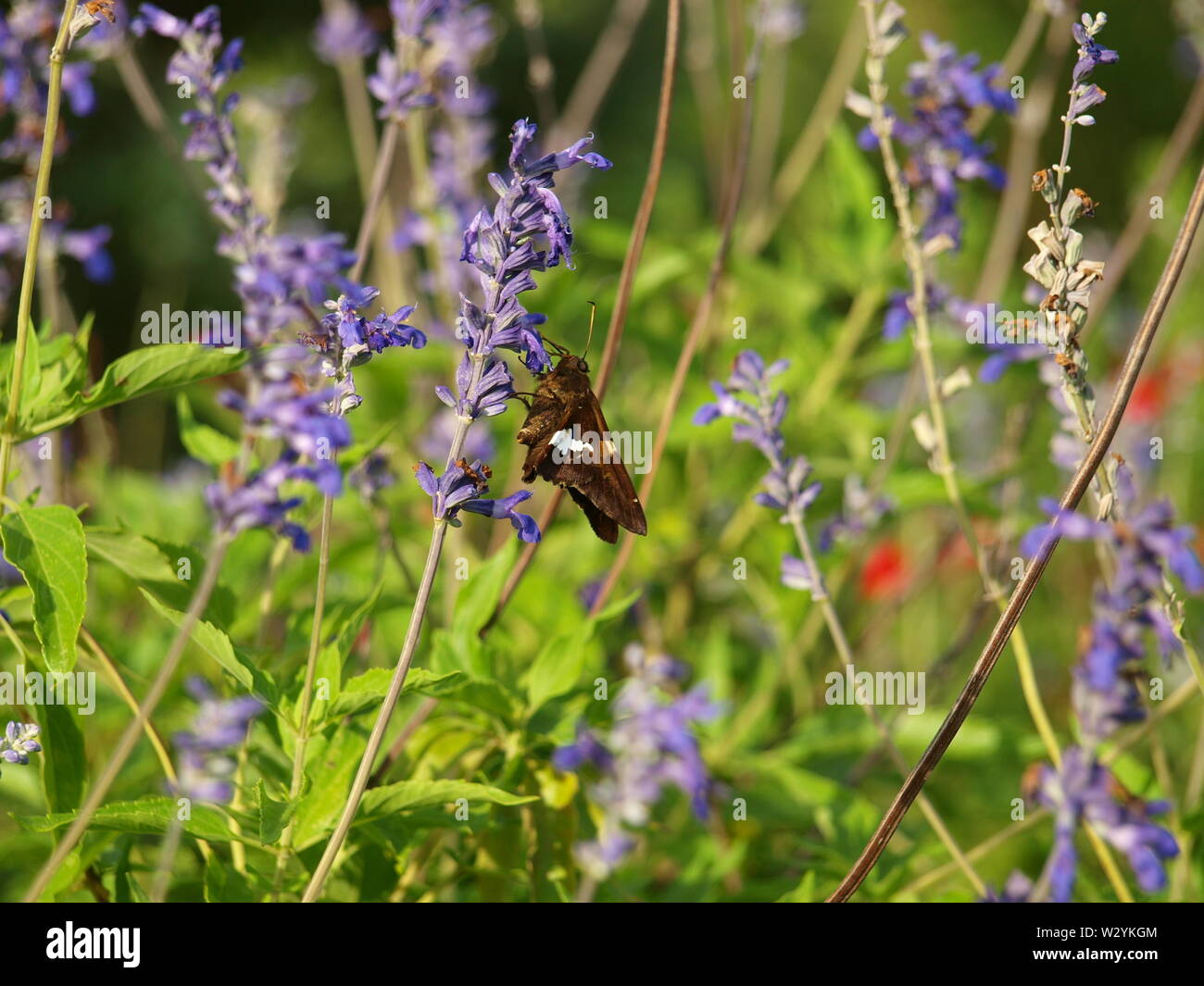 Insekten, Blumen, Tiere, Texturen von White Rock Lake Stockfoto